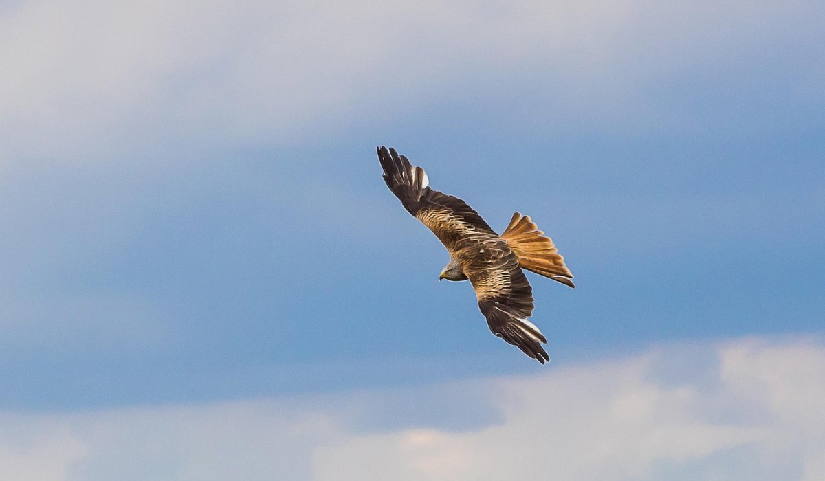 Choosing Field Binoculars for Beginner Birdwatchers