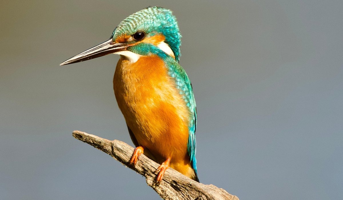 Keeping Field Notes Without a Smartphone