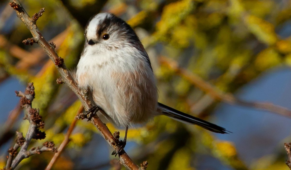 Making a Simple Bird Feeder at Home