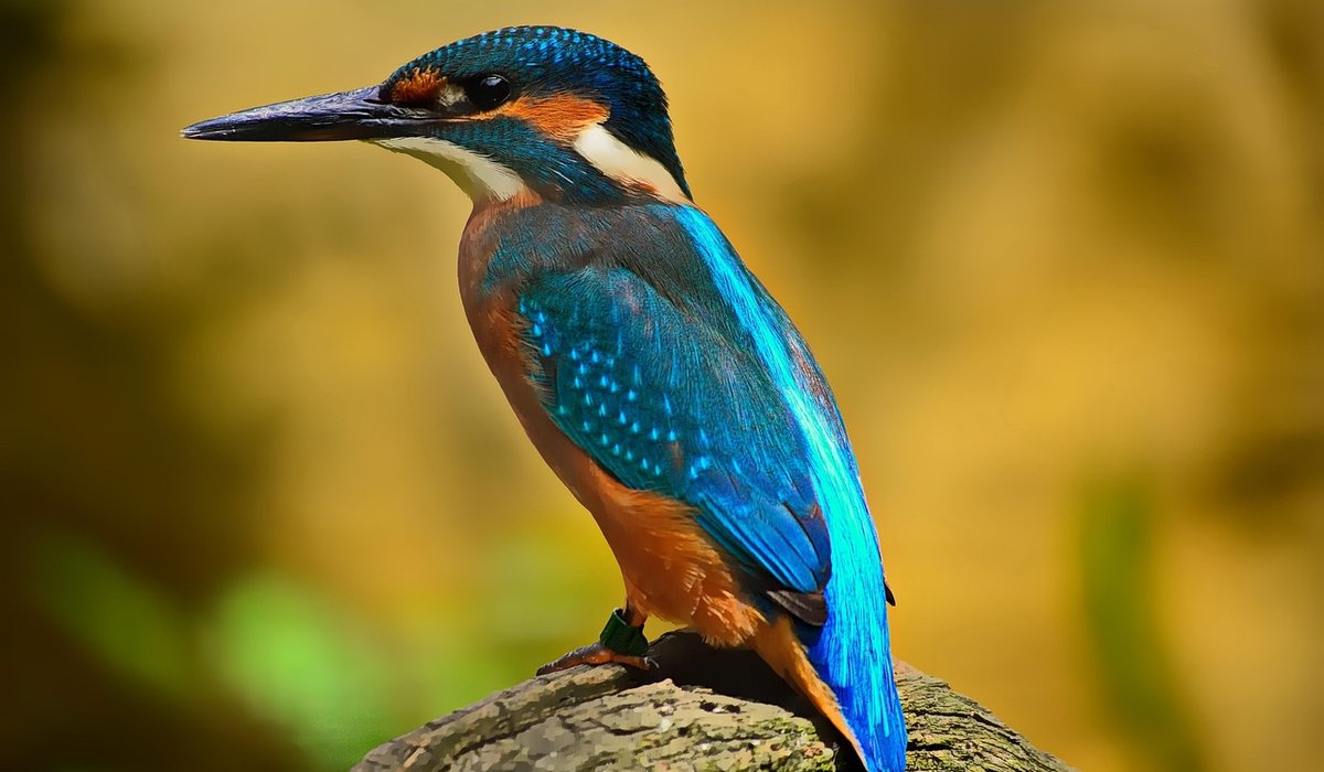 Managing Hedgerows for Birds and Insects