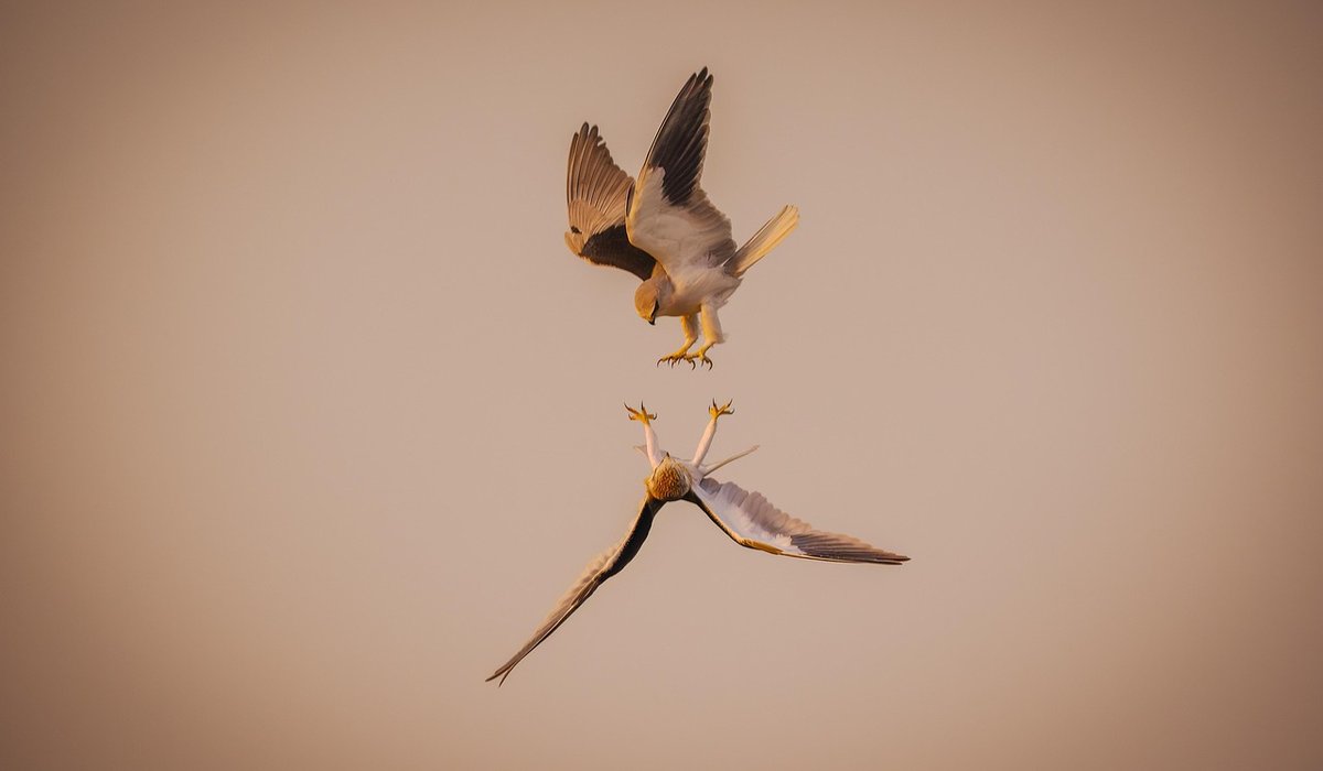 Simple Ways to Support Local Swift Conservation