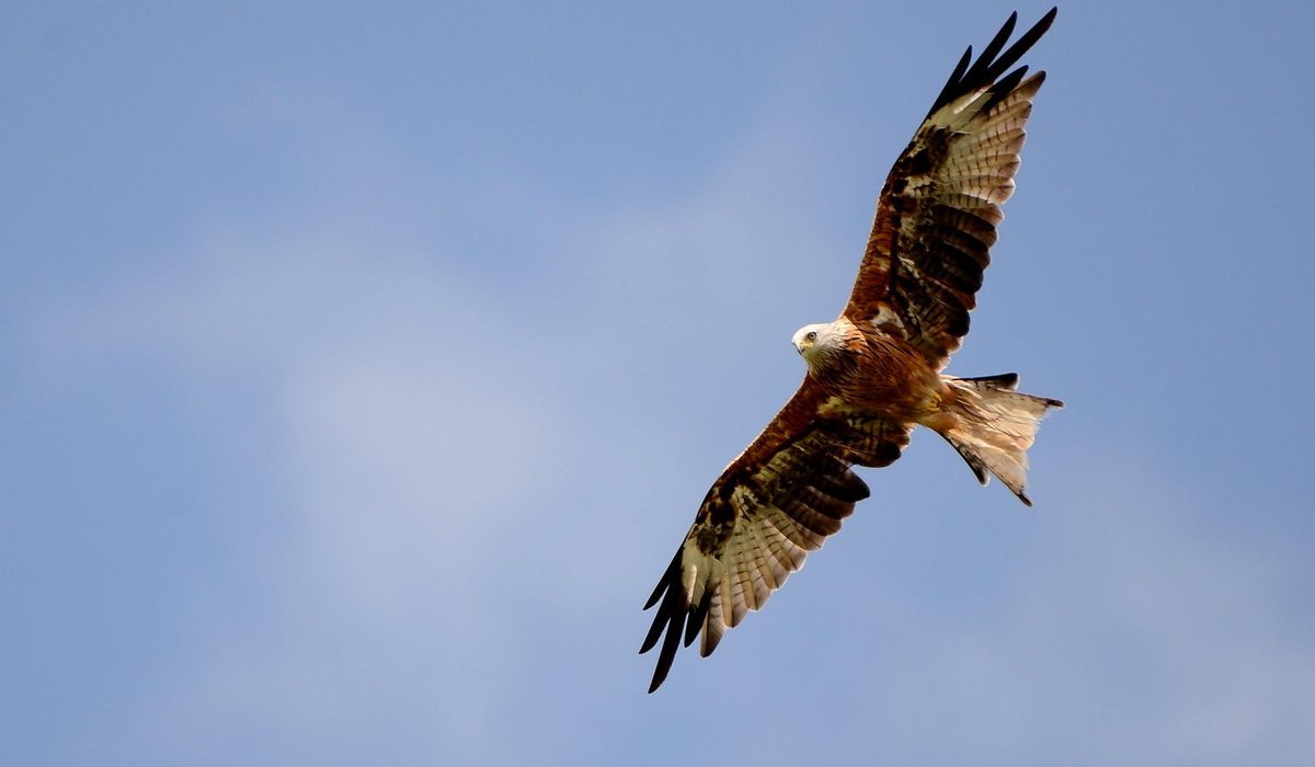 Spotting Kingfishers on the River Cherwell