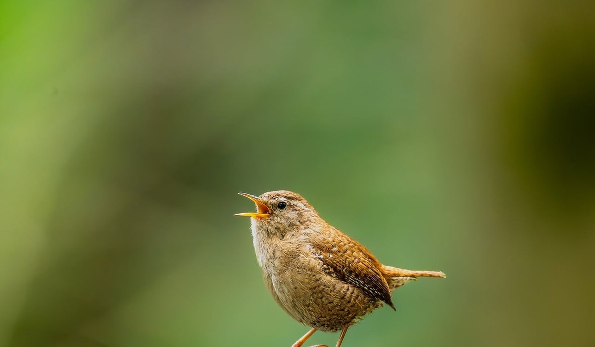 Where to Watch Wading Birds Along the Oxford Canal